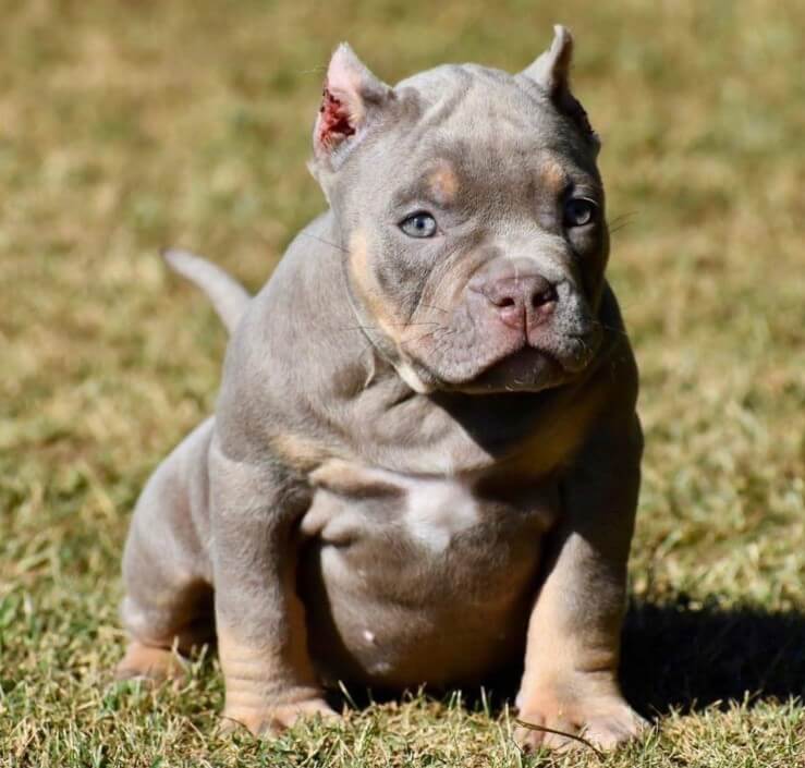 Screenshot_31 American Pocket Bully Dog