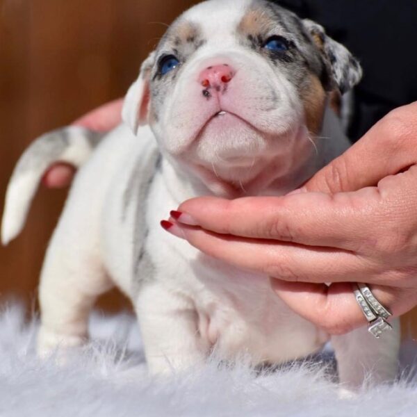 Pocket Blue Merle American Bully for Sale