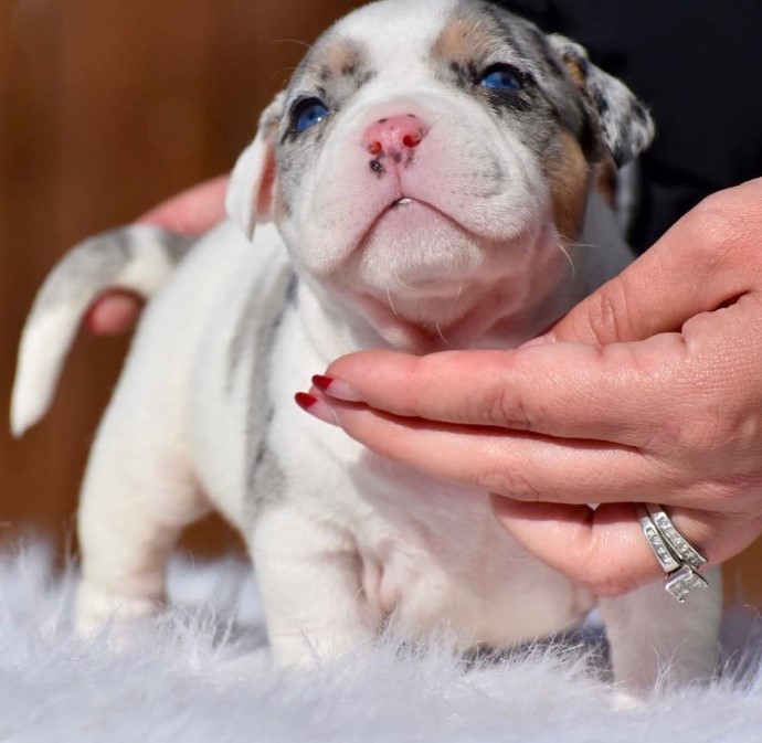 Pocket Blue Merle American Bully for Sale
