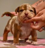Chocolate Merle American Bully for Sale | Age: 4 Months