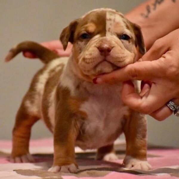 Chocolate Merle American Bully for Sale | Age: 4 Months