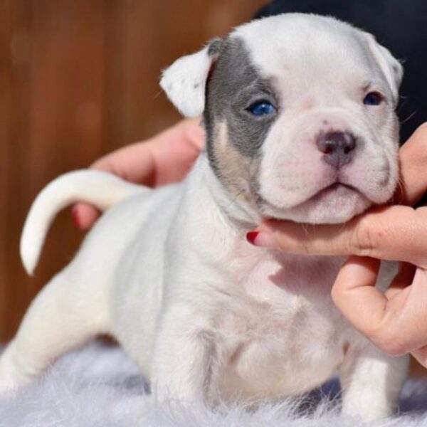 Blue Piebald American Bully Pocket Puppy for sale