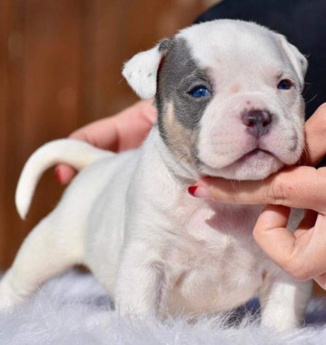 Blue Piebald American Bully Pocket Puppy for sale