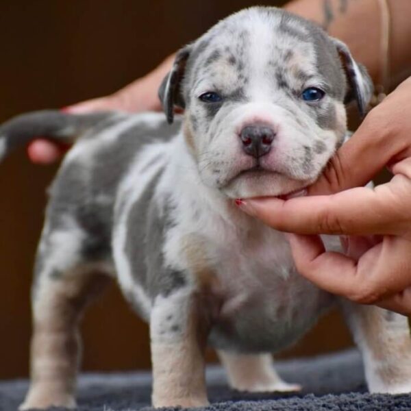 Blue American Bully Tri Merle Puppy for sale