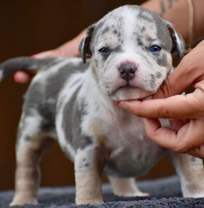 Screenshot_70 Blue American Bully Tri Merle Puppy for sale