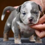 Micro American Bully Blue Tri Merle | Friendly & Trained