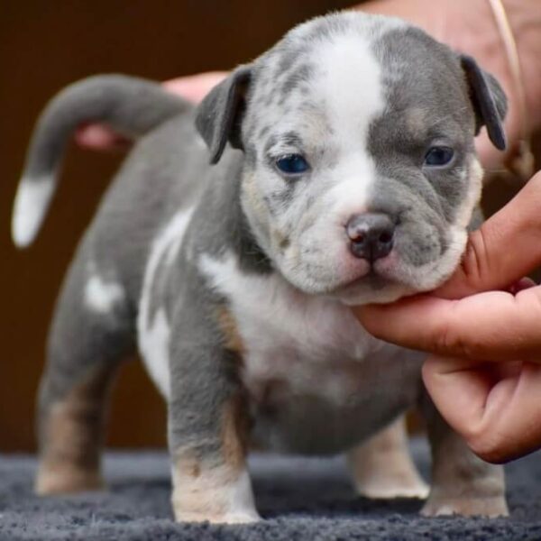 Micro American Bully Blue Tri Merle | Friendly & Trained