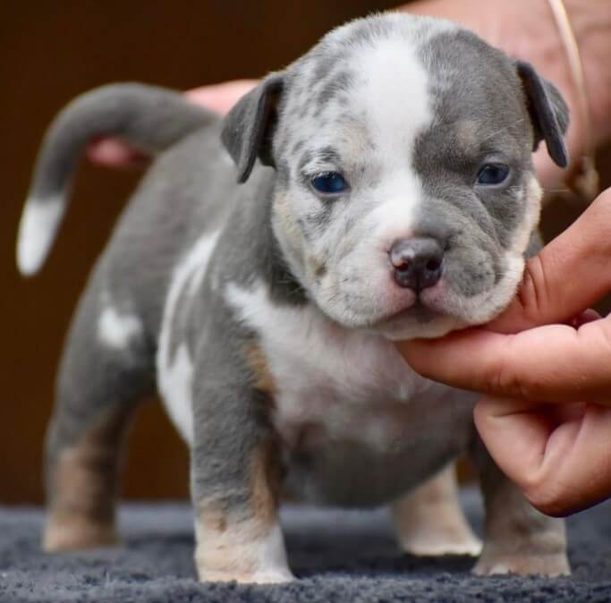 Micro American Bully Blue Tri Merle | Friendly & Trained