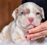 Lilac Merle Exotic American Bully for Sale | Age: 3 Months
