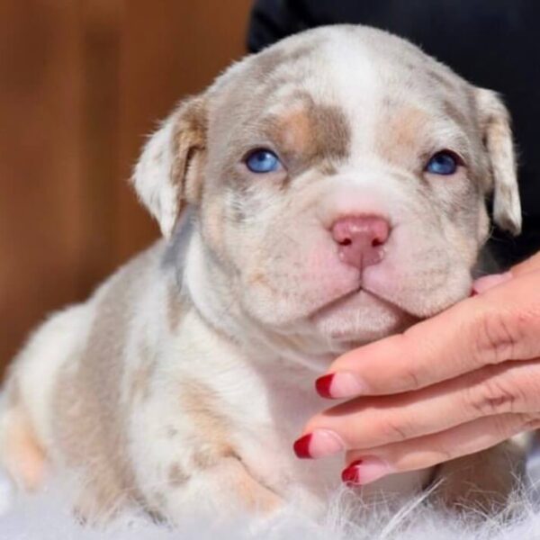 Lilac Merle Exotic American Bully for Sale | Age: 3 Months