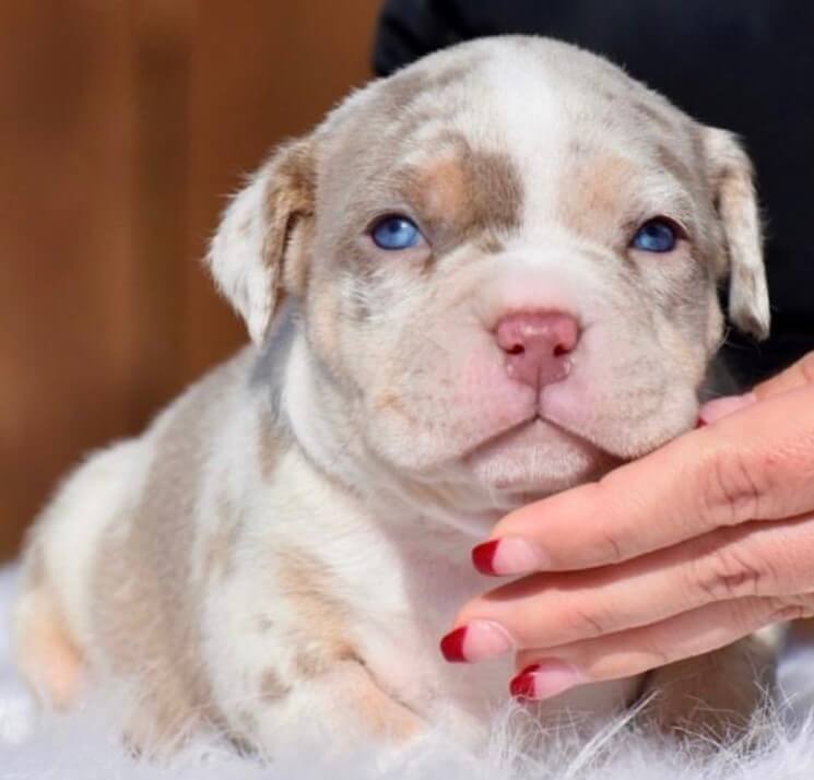 Lilac Merle Exotic American Bully for Sale | Age: 3 Months