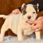 Perro American Bully Pocket Pup | Vet-Checked & Vaccinated