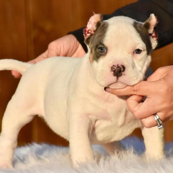 Perro American Bully Pocket Pup | Vet-Checked & Vaccinated