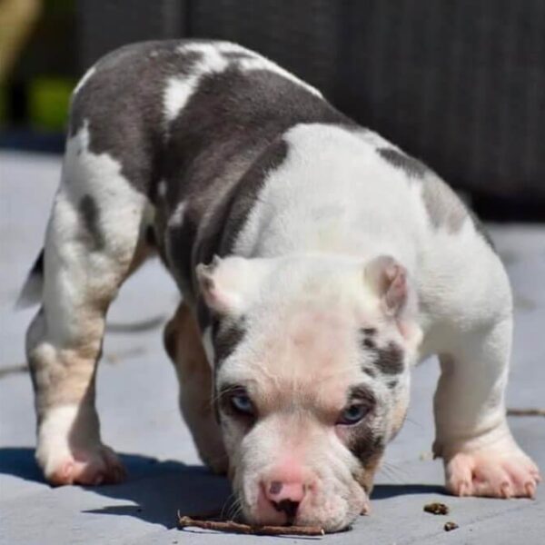 Standard American Bully Puppy