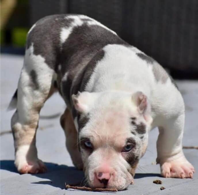 Standard American Bully Puppy