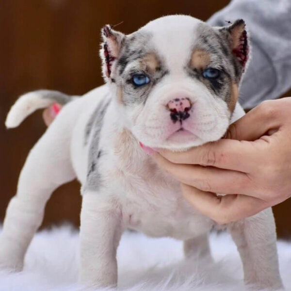 Merle Pocket Bully Dog for Sale