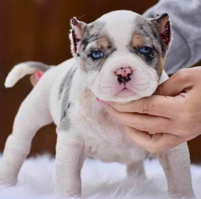 Merle Pocket Bully Dog for Sale