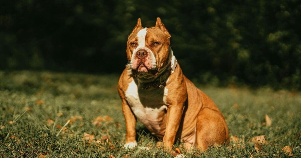 how to take care of an American Bully