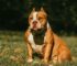 how to take care of an American Bully