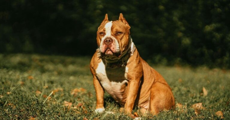 how to take care of an American Bully