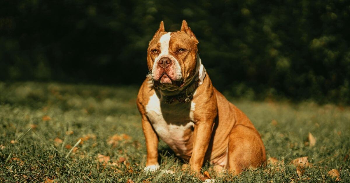 how to take care of an American Bully
