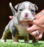 Exotic Micro Bully For Sale
