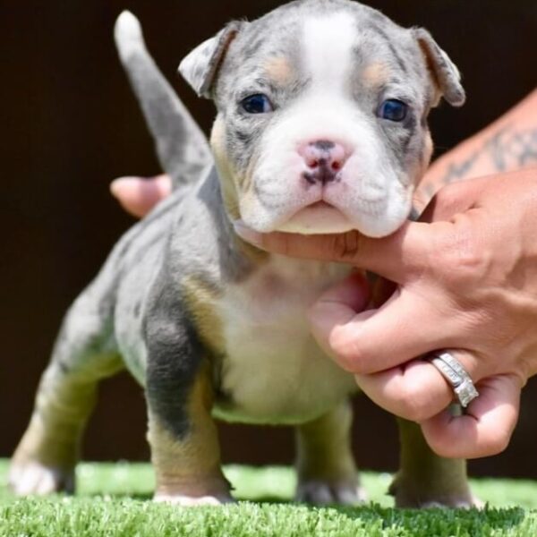 Exotic Micro Bully For Sale