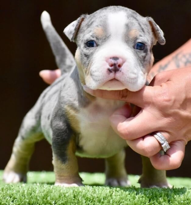 Exotic Micro Bully For Sale Exotic Micro Bully For Sale