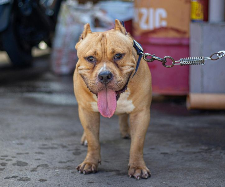 American Bully