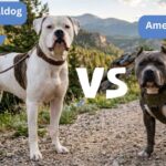 American Bully vs American Bulldog