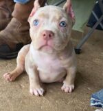 Rare Pocket Merle Bully Puppy for Sale