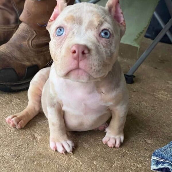 Rare Pocket Merle Bully Puppy for Sale