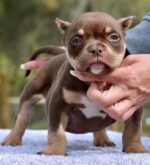Chocolate Tri Color Pocket Bully for Sale