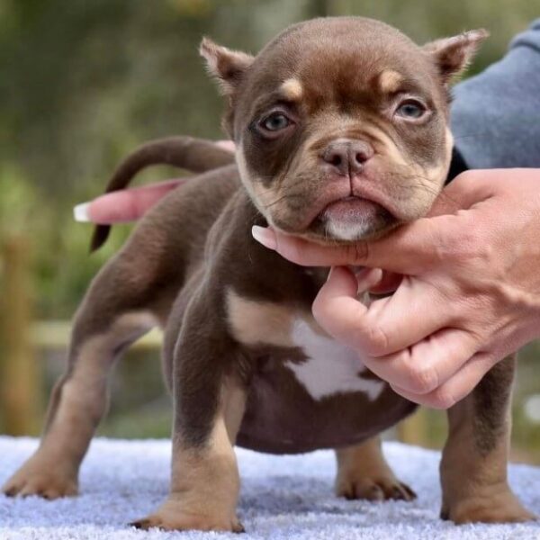 Chocolate Tri Color Pocket Bully for Sale