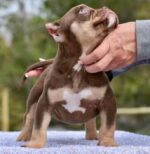 tan points American Bully | pictures of a Pocket Bully​