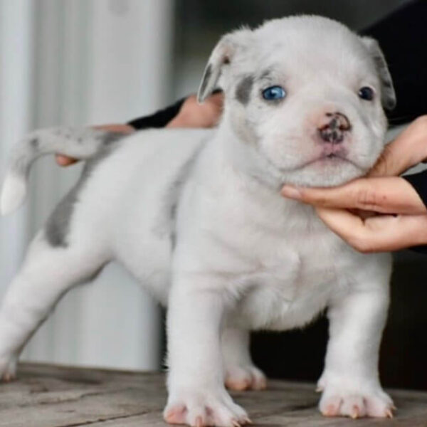 White Merle Pocket Bully​ puppy | Age: 3 Months