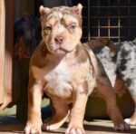 Chocolate Tri Merle Pocket Bully