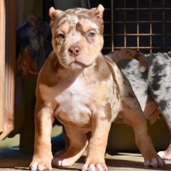 Chocolate Tri Merle Pocket Bully