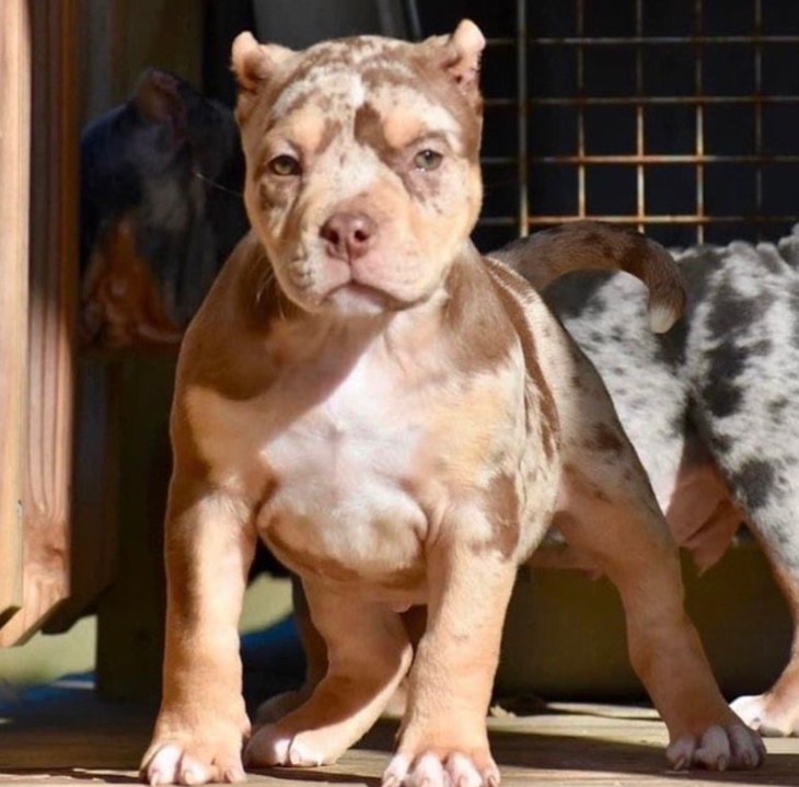 Screenshot_5 Chocolate Tri Merle Pocket Bully