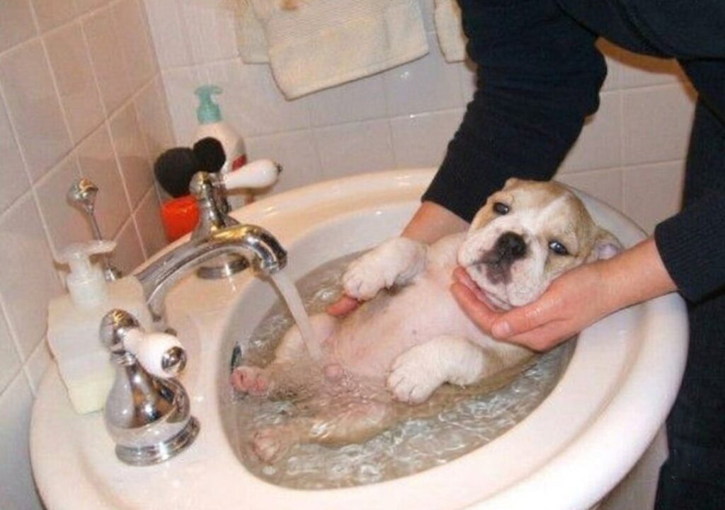 American Bully puppy bathing