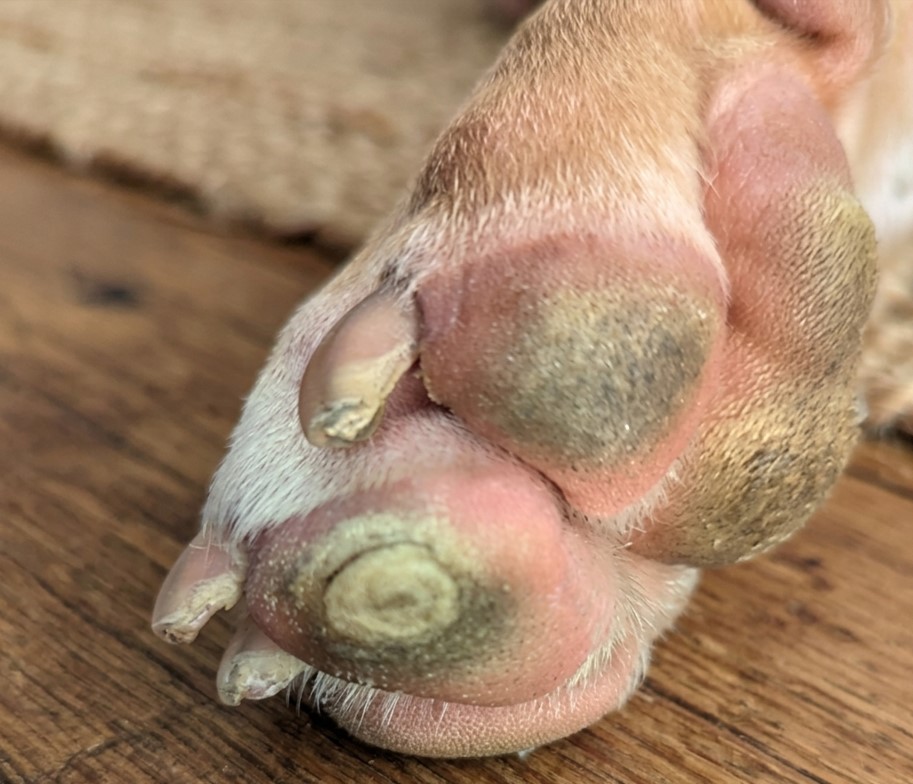 American Bully paw care
