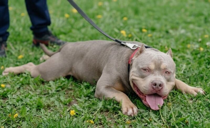American Bully dog lying in the grass