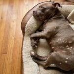How to Manage American Bully Skin Problems