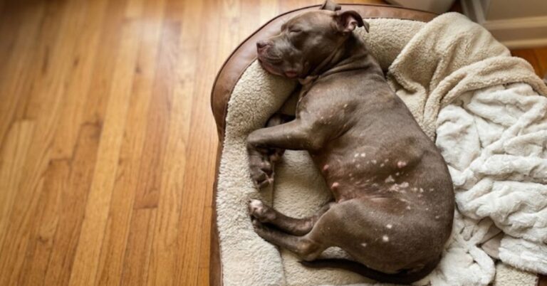 How to Manage American Bully Skin Problems